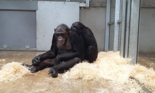 Planning and managing great ape introductions