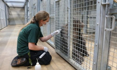 Training great apes to improve medical care